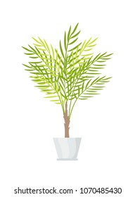 Indoor plant with big leaves in white plastic pot. Natural decorative element for house. Exotic green plant in small pot isolated vector illustration.
