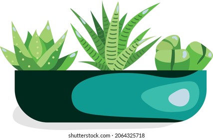 Indoor plant in cartoon style. Flower in a pot. Succulents of different types in the same style and color on a white background. 