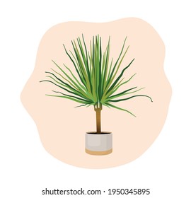 Indoor plant dracaena marginata in a pot for interior decor at home, office, indoor use. Vector illustration isolated on white background. Trendy home decor with plants, urban jungle. Dracaena.