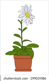 Indoor plant in a flowerpot. Vector illustration of a series of "Houseplants".