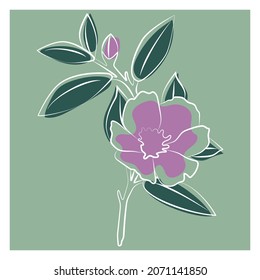 Indoor plant gardenia jasmine. Vector illustration of a flower. 