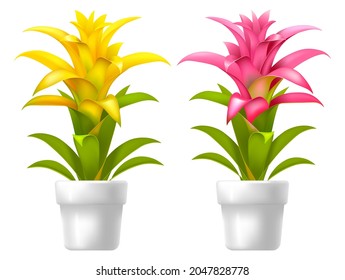 Indoor plant guzmania in the flower pot. Beautiful flower for home decoration. Realistic drawing. Vector illustration.