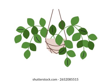 Indoor plant hanging in pot. Trailing leaves, green leaf houseplant with foliage growing in pendant planter. Ampelous greenery, nature decor. Flat vector illustration isolated on white background