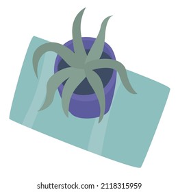 Indoor plant haworthia in a pot for interior decor at home, office, indoor use. Vector illustration isolated on white background. Trendy home decor with plants, urban jungle. Succulent