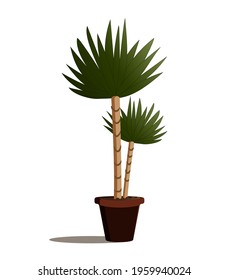 Indoor plant illustration on isolated backdrop. Flat style vector design. White background.