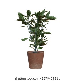 Indoor Plant Inside Pot Transparent Background