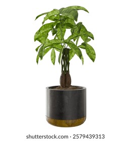 Indoor Plant Inside Pot Transparent Background