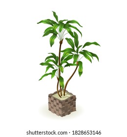Indoor plant for interior design. Vector isometric illustration