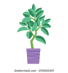 indoor plant large ficus tree in a large pot large green leaves vector illustration isolated