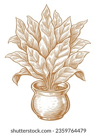 Indoor plant with large leaves in a flower pot. Houseplant vector illustration vintage engraving style