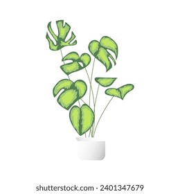 Indoor plant mockup for design purposes.Minimal cute little plant with pot and many leaves to be used as props and as display for plants isolated over white background.Eps10 model plant for home decor