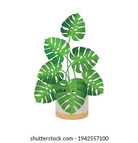 Monstera de planta cubierta en una olla para decoración interior en casa, oficina, uso interior. Ilustración aislada sobre fondo blanco. Decoración de moda en casa con plantas, jungla urbana.