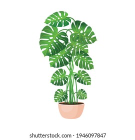 Indoor plant monstera in a pot for interior decor at home, office, indoor use. Illustration isolated on white background. Trendy home decor with plants, urban jungle.