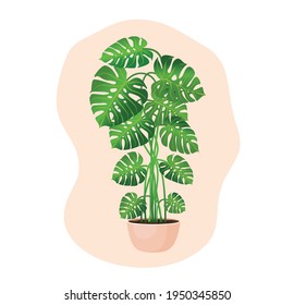 Indoor plant monstera in a pot for interior decor at home, office, indoor use. Illustration isolated on white background. Trendy home decor with plants, urban jungle.