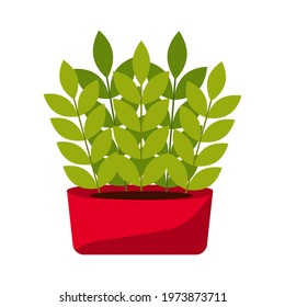 Indoor plant in an oblong pot. A garden plant in a pot for transplanting into the ground