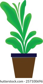 Indoor plant on white background vector .