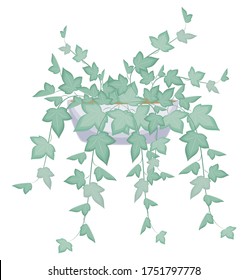 Indoor plant in a pot. Adult ivy. Hanging ampelous flowerpot. Vector illustration.
