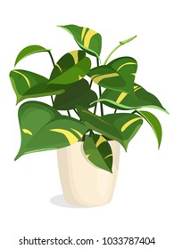 Indoor plant in a pot. Golden Pothos Plant. Vector isolated.