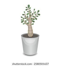 indoor Plant pot Nature Decorative