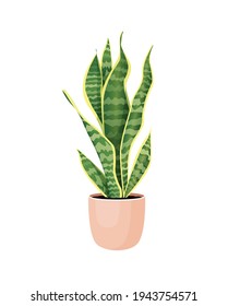 Indoor plant sansevieria in a pot for home, office, premises decor. Illustration isolated on white background. Trendy home decor with plants, urban jungle. Pike tail.