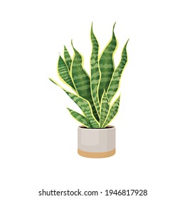 Indoor plant sansevieria in a pot for home, office, premises decor. Illustration isolated on white background. Trendy home decor with plants, urban jungle. Pike tail.