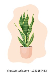 Indoor plant sansevieria in a pot for home, office, premises decor. Illustration isolated on white background. Trendy home decor with plants, urban jungle. Pike tail.