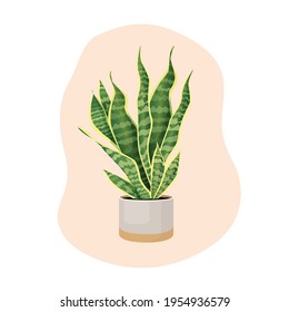 Indoor plant sansevieria in a pot for home, office, premises decor. Illustration isolated on white background. Trendy home decor with plants, urban jungle. Pike tail.