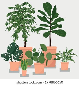 Indoor plant. Set.  Vector illustration. 