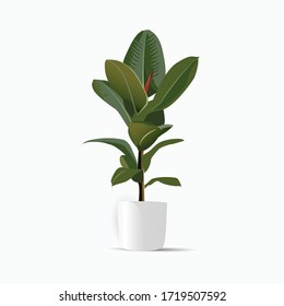 Indoor plant vector illustration with large leaves