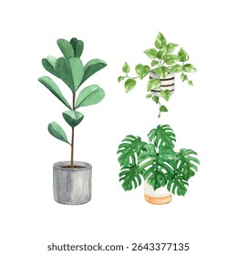 Indoor plant watercolor illustration in a pot with Monstera, Rubber plant and devil's ivy