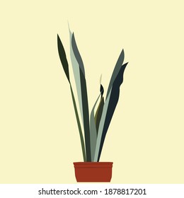 It is an indoor plant which has name snake plants or  mother-in-law's tongue