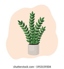 Indoor plant zamioculcas in a pot for interior decor at home, office, indoor use. Vector illustration isolated on white background. Trendy home decor with plants, urban jungle.