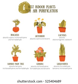 Indoor Plants for air purification.
