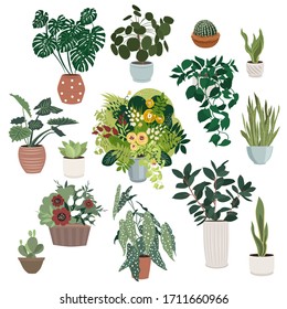 Indoor plants. Collection of vector illustrations.