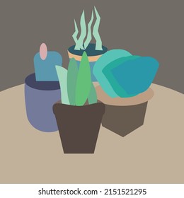 The indoor plants in containers decorate. 