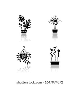 Las plantas interiores dejan caer los iconos de glifos negros en la sombra. Hogares. Plantas ornamentales domesticadas. Casa, decoración de oficina. Alirio de paz, planta zz. Palma de salón, ficus. Ilustraciones vectoriales aisladas en el espacio blanco