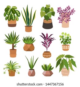 Indoor plants flat color illustrations set. Realistic houseplants in beige pot on metal stands. Exotic flowers with stems and leaves. Ficus, snake plant, sansevieria isolated botanical design element