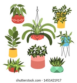 Indoor plants flat color illustrations set. Realistic houseplants in beige pot on metal stands. Exotic flowers with stems and leaves. Ficus, snake plant, sansevieria isolated botanical design element