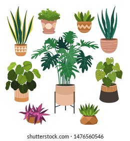 Indoor plants flat color illustrations set. Realistic houseplants in beige pot on metal stands. Exotic flowers with stems and leaves. Ficus, snake plant, sansevieria isolated botanical design element