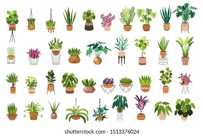 Indoor plants flat color illustrations set. Realistic houseplants in beige pot on metal stands. Exotic flowers with stems and leaves. Ficus, snake plant, sansevieria isolated botanical design element