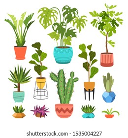 Indoor plants flat color illustrations set. Realistic houseplants in beige pot on metal stands. Exotic flowers with stems and leaves. Ficus, snake plant, sansevieria isolated botanical design element