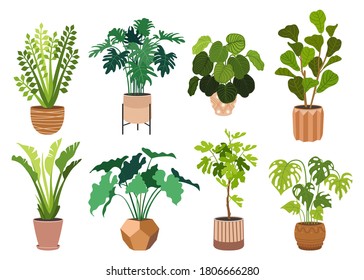 Indoor plants flat color illustrations set. Realistic houseplants in beige pot on metal stands. Exotic flowers with stems and leaves. Ficus, snake plant, sansevieria isolated botanical design element