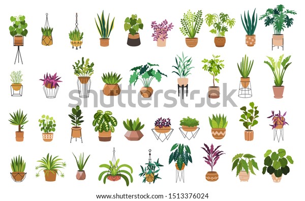 27,825 Evergreen Plant Drawing Images, Stock Photos & Vectors ...