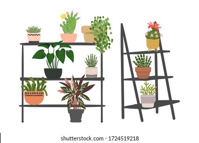 Indoor plants and flowers in pots. Landscaping at home. Decor for the apartment and garden. Cacti and succulents