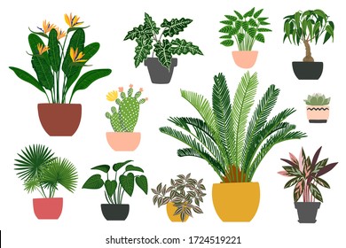 Indoor plants and flowers in pots. Landscaping at home. Decor for the apartment and garden. Cacti and succulents - Shutterstock ID 1724519221