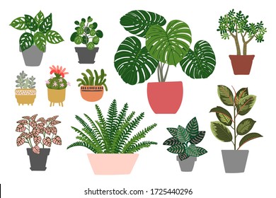 Indoor plants and flowers in pots. Landscaping at home. Decor for the apartment and garden. Cacti and succulents