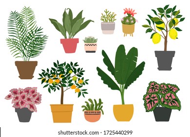 Indoor plants and flowers in pots. Landscaping at home. Decor for the apartment and garden. Cacti and succulents