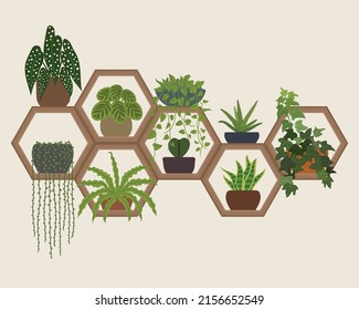 Indoor Plants Hexagon Wall Shelves
