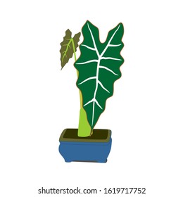 Indoor plants for interior decoration. Isolated against a white background.