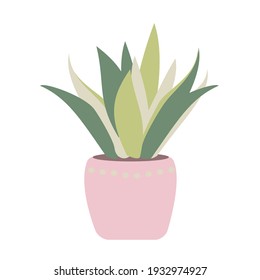 Indoor plants isolation illustration Potted house plants Succulent in pink pot Flat illustration